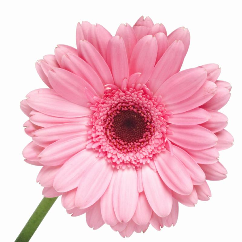 Flor 4. Flor 4. Гербера розовая на белом фоне. Flor 4. Flor 4.